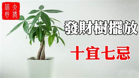 旺旺樹開花風水|發財樹開花預示什麼，預示財運滾滾來運氣即將爆棚